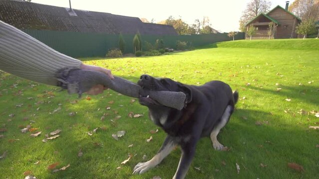 young man tries to pick up a stick and plays with a dog. Dog training: the dog tries to pick up the stick. protection dog
