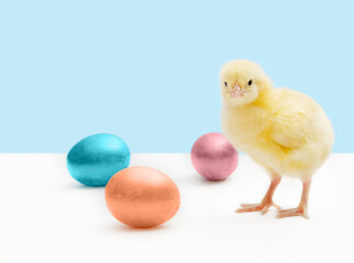 Little chick with easter eggs