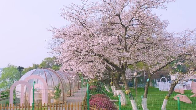 Cherry blossoms in Wuhan in spring