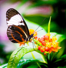 butterfly on flower