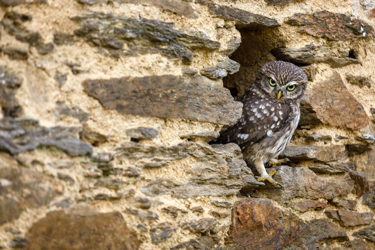 Little owl, Athene noctua, peaks out from burrow in old stone wall. Owl in front of nest cave in stone rampart. Urban wildlife. Beautiful bird with yellow eyes. Owl masking in rural area. Angry bird.