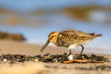 Close-up of the dunlin (Calidris alpina) on a seashore, brown small bird
