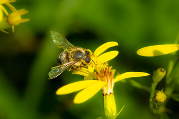 Macro of honey bee sitting on a white flower, meadow
