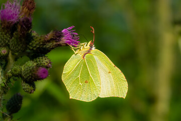 Macro of Gonepteryx rhamni, the common brimstone, yellow-green butterfly