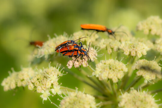 Copulation of Lygistopterus sanguineus, red and black long beetle