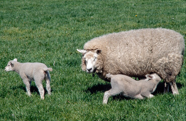 Naklejka na ściany i meble Sheep. Spring. Lamb. Drinking mother milk. Netherlands.