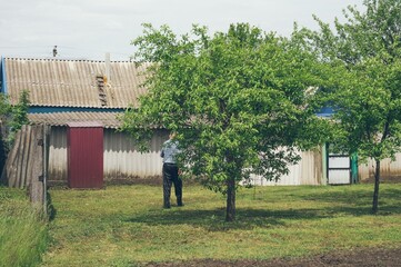 Elderly man walks in his green spring garden of fruit trees