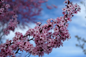  Blühende Bäume Schweiz