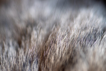 Fourrure Jak © Arkuswork 