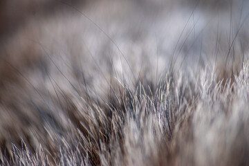 Fourrure Jak © Arkuswork 