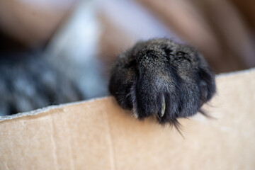 Patte Jak © Arkuswork 