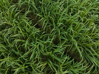 Aerial view of sugarcane plants growing at field