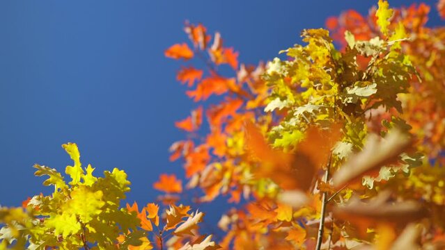 Sun shines to vibrant orange and yellow autumn coloured leaves moving in slow wind, dark blue sky behind, closeup detail - abstract Indian summer mood background