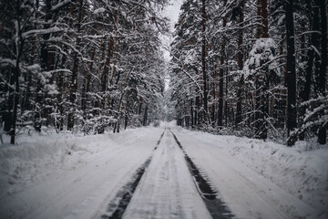 Winter forest in sunny weather