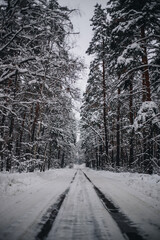 Winter forest in sunny weather