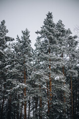 Winter forest in sunny weather