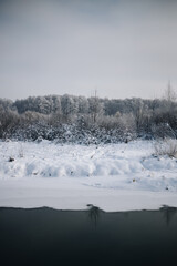 Winter forest in sunny weather