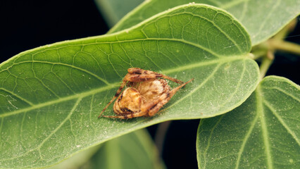 Details of a red spider on a green leaf.