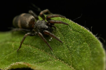 Details of a black spider on a green leaf.