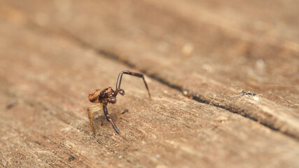 Details of a small spider on a wood