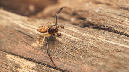 Details of a small spider on a wood