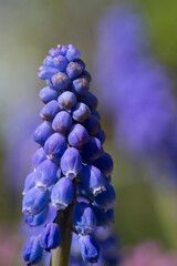 Spring. Blue grape. Flower. 