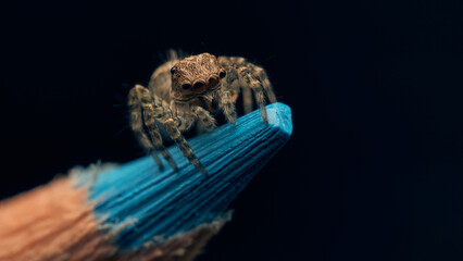 Jumper spider standing on the tip of a light blue pencil.