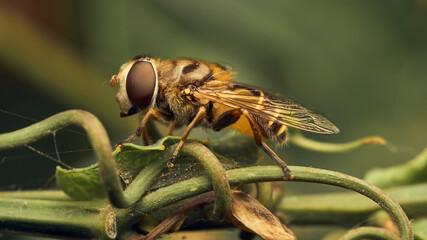 Details of a hoverfly perched on some green branches
