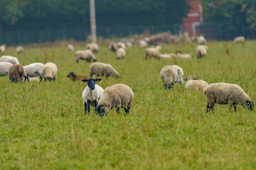 Obraz na płótnie Canvas A large herd of different breeds of sheep grazing freely in a meadow
