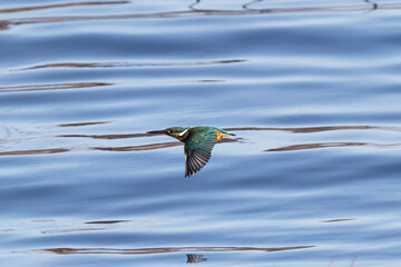 飛翔するカワセミ