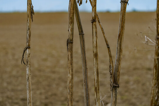 Dried thick stems of plants - sosnowski borscht against the background of blurred agricultural fields
