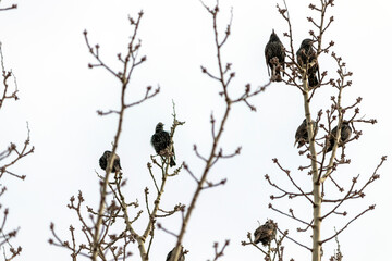 Starlings on a tree. against the sky