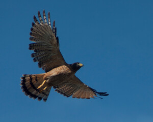 aguila