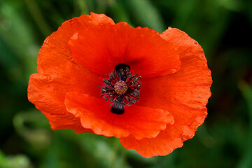 Ein regnerischer Tag Klatschmohn Schweiz