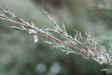 cedar tree, pine leaf snow and ice drops, macro