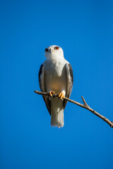 Black shouldered kite perched on a branch