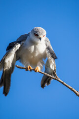 Black shouldered kite perched on a branch
