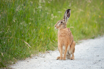 A wild european hare (lepus europeus) sitting on a dusty path with high green grass | easter bunny