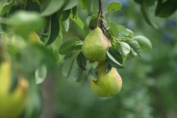 Pear tree. Ripe yellow pears on a tree in the organic garden on a blurred background of greenery. Selective focus. Close up macro