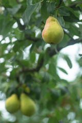 Pear tree. Ripe yellow pears on a tree in the organic garden. Eco-friendly natural products, rich fruit harvest. Copy space for your text. Soft focus. Close up macro, blur background