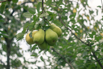 Pear tree. Ripe pears on a tree in the organic garden on a blurred background of greenery. Eco-friendly natural products, rich fruit harvest. Empty Copy space for your text. Close up macro