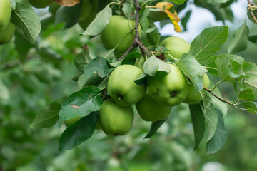 Golden Delicious Apple. Fresh ripe green juicy apples in the organic garden on a blurred background of greenery. Eco-friendly natural products, rich fruit harvest. Selective focus.
