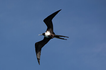 Fregattvogel