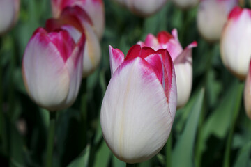 Fototapeta premium Blumen Floral Flora Pflanzen Schweiz
