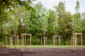 Planting Young Trees Seedling Sapling to grow New Forest. Growing New Planting Trees and Support or Protect Tree. New Nature Landscape
