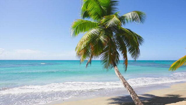 Coconut palms on a sunny beach and turquoise sea on the paradise island of Jamaica. Tropical tree in the sunlight on the sea coast. Summer holidays background and tropical beach concept.