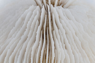 Macro image of a skeleton of a plate coral