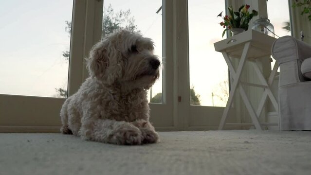 Slow motion footage of a apricot cockapoo dog. Dog is lying on floor then stands and runs out of shot. Pet love concept video