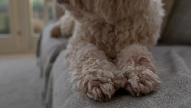 Slow motion pan out and away from dog lying on sofa. Close up footage of cockapoo pet. Home interior setting. Pet love concept video