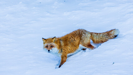 Fototapeta premium 雪の上を歩くキタキツネ 冬 北海道